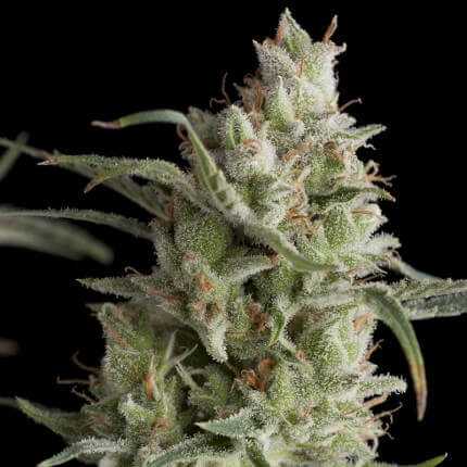 Blühende Super OG Kush Cannabispflanze mit dichten, kompakten, harzigen Blüten — feminisierte Genetik von Pyramid Seeds