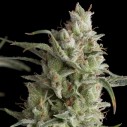 Blühende Super OG Kush Cannabispflanze mit dichten, kompakten, harzigen Blüten — feminisierte Genetik von Pyramid Seeds