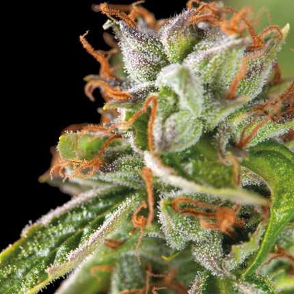Double OG Haze Double OG Haze