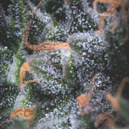 Auto Black Cherry Punch Auto Black Cherry Punch