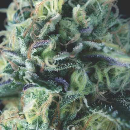 Auto Cookies USA Auto Cookies USA