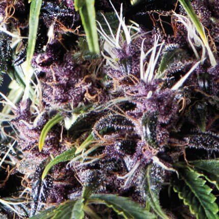 Auto Purple Auto Purple