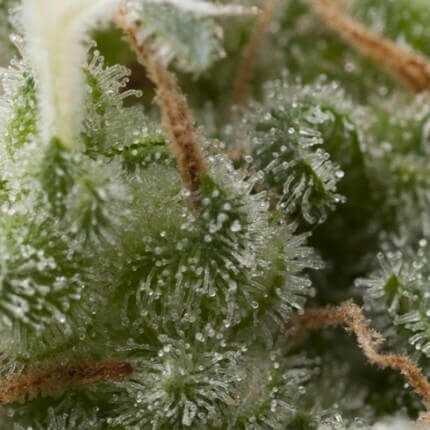 Auto Super Hash Auto Super Hash