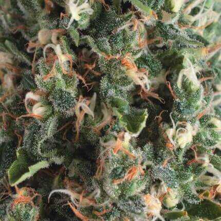 Auto Super OG Kush Auto Super OG Kush
