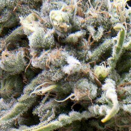 Auto White Widow Auto White Widow