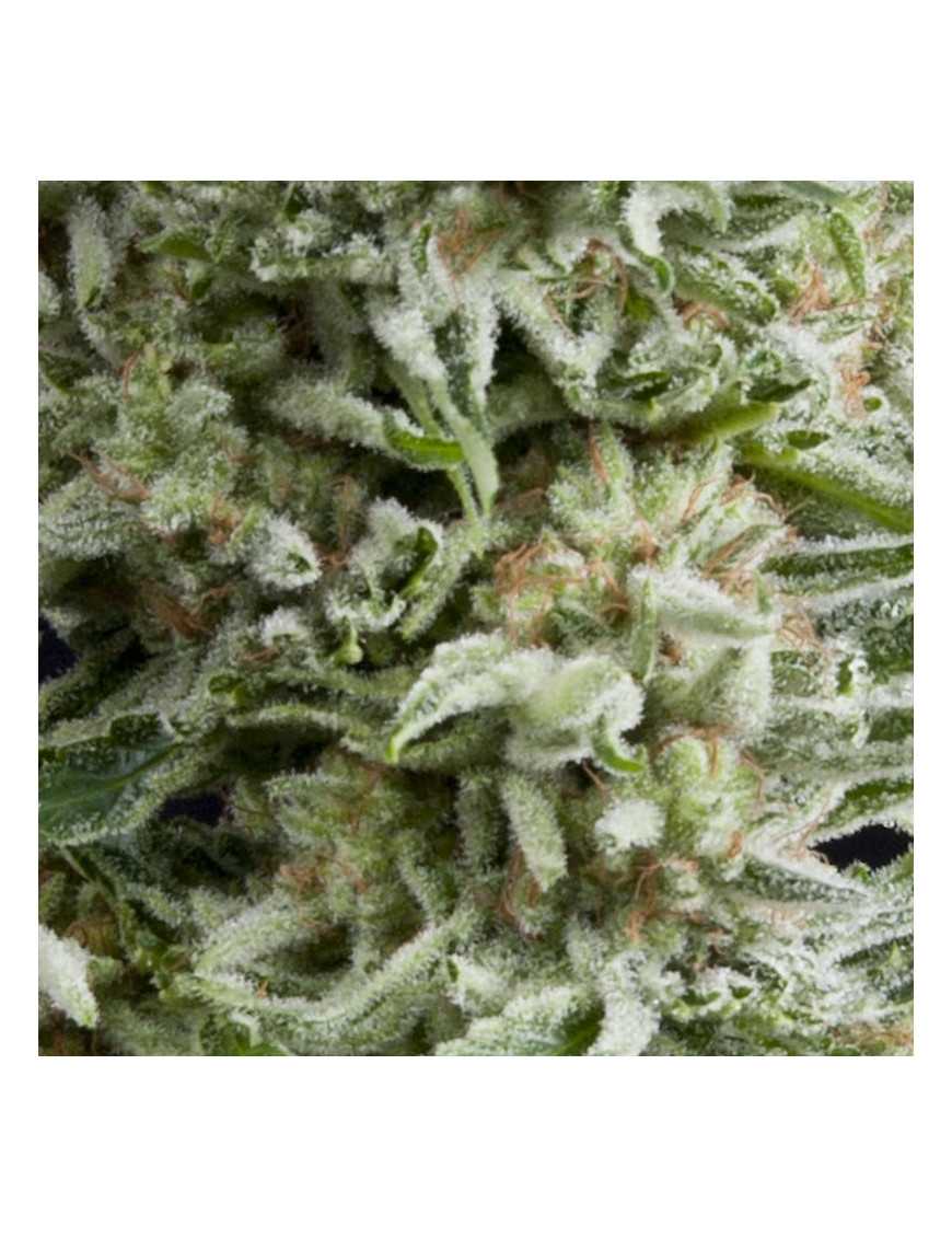 Auto Amnesia Gold Auto Amnesia Gold
