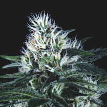 Wembley Fast Pyramid seeds