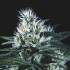 Wembley Fast Pyramid seeds