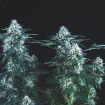 Tutankhamon Fast Pyramid Seeds