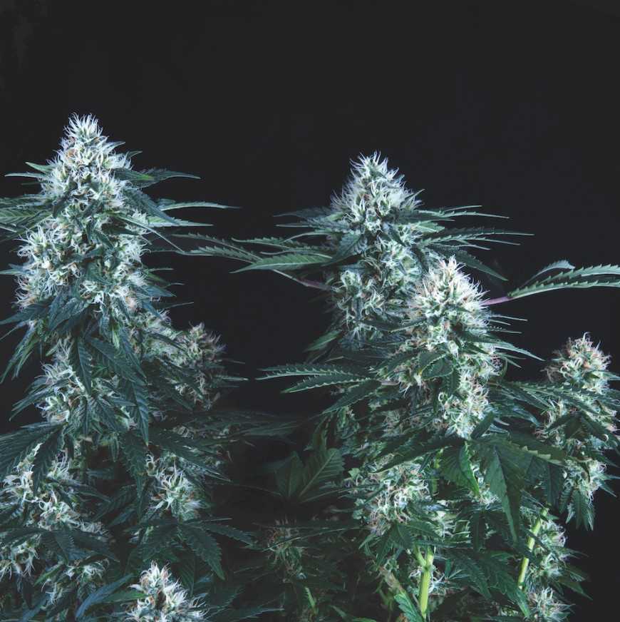 Tutankhamon Fast Pyramid Seeds