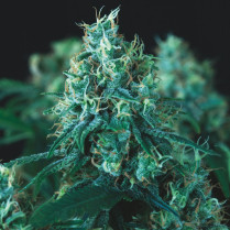 Kryptonite Fast Pyramid seeds