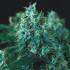 Kryptonite Fast Pyramid seeds
