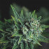 Galaxy Fast Pyramid Seeds