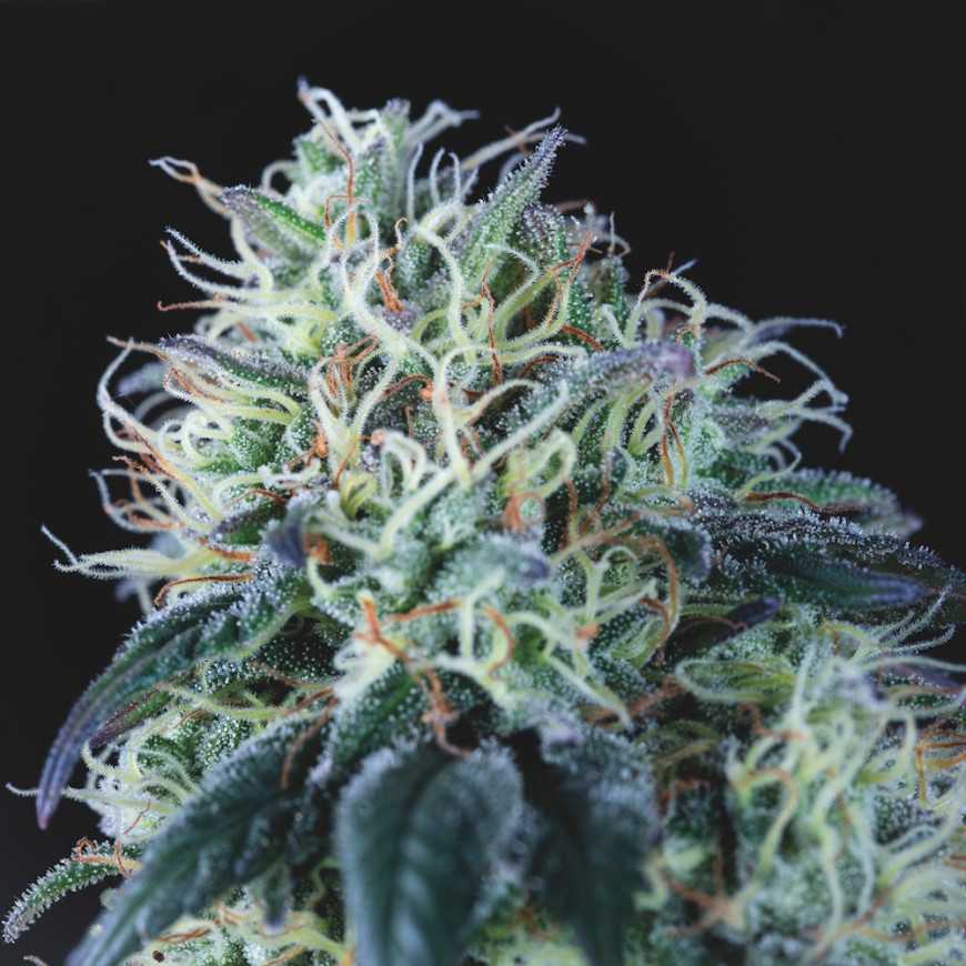 Wembley Regular Pyramid Seeds Wembley Regular Pyramid Seeds