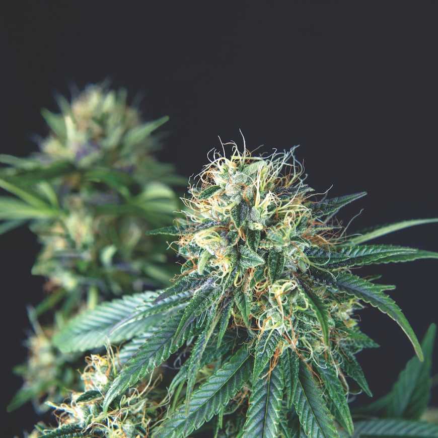 Tutankhamon Regular Pyramid Seeds Tutankhamon Regular Pyramid Seeds