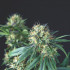 Tutankhamon Regular Pyramid Seeds