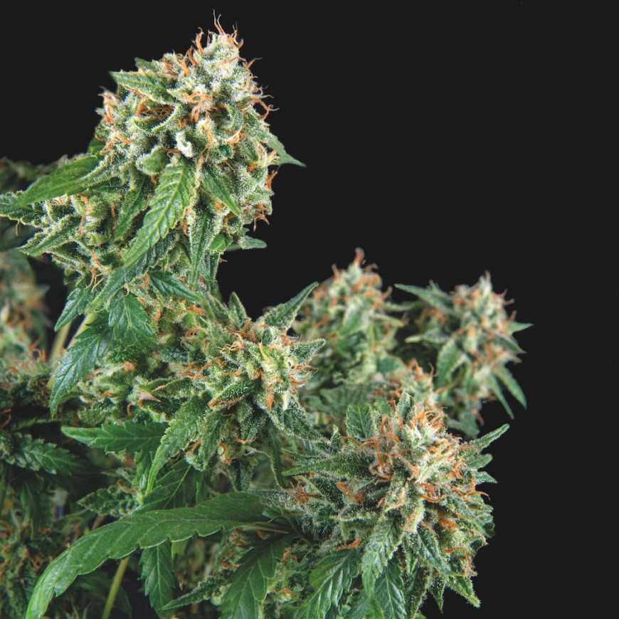 Galaxy Regular Pyramid Seeds Galaxy Regular Pyramid Seeds