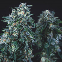 Anubis Regular Pyramid Seeds