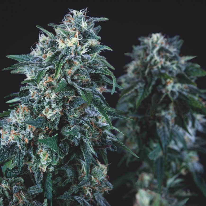 Anubis Regular Pyramid Seeds Anubis Regular Pyramid Seeds