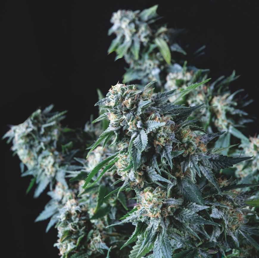 Amnesia Gold Regular Pyramid Seeds Amnesia Gold Regular Pyramid Seeds