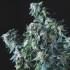 Amnesia Gold Regular Pyramid Seeds