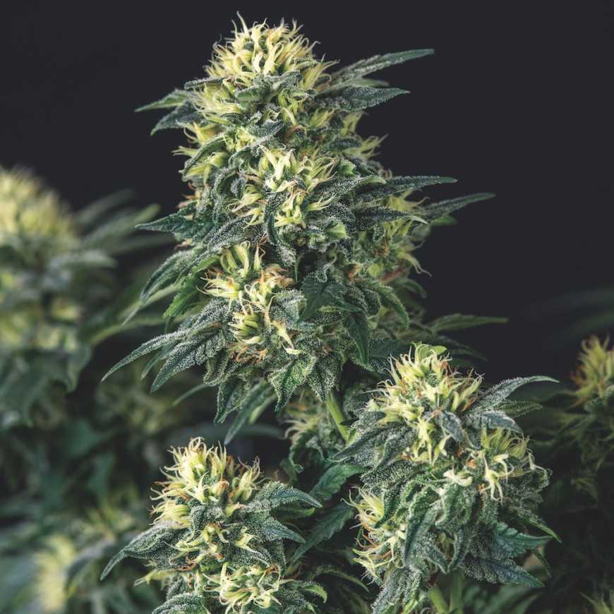Anesthesia x Runtz Pyramid Seeds