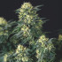 Anesthesia x Runtz Pyramid Seeds