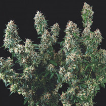 Tutankhamon x Cookies USA Pyramid Seeds