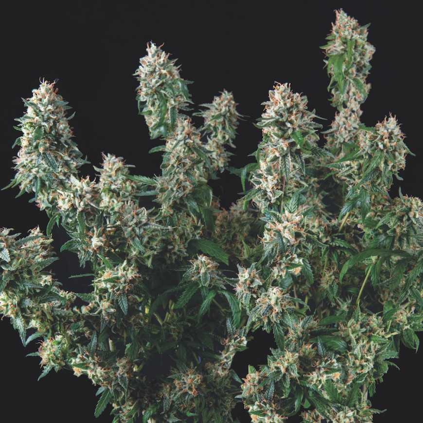 Tutankhamon x Cookies USA Pyramid Seeds