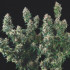 Tutankhamon x Cookies USA Pyramid Seeds