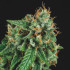 Tutankhamon x Gorila Glue Pyramid Seeds