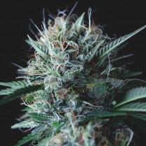 Wembley x Mendocino Pyramid Seeds