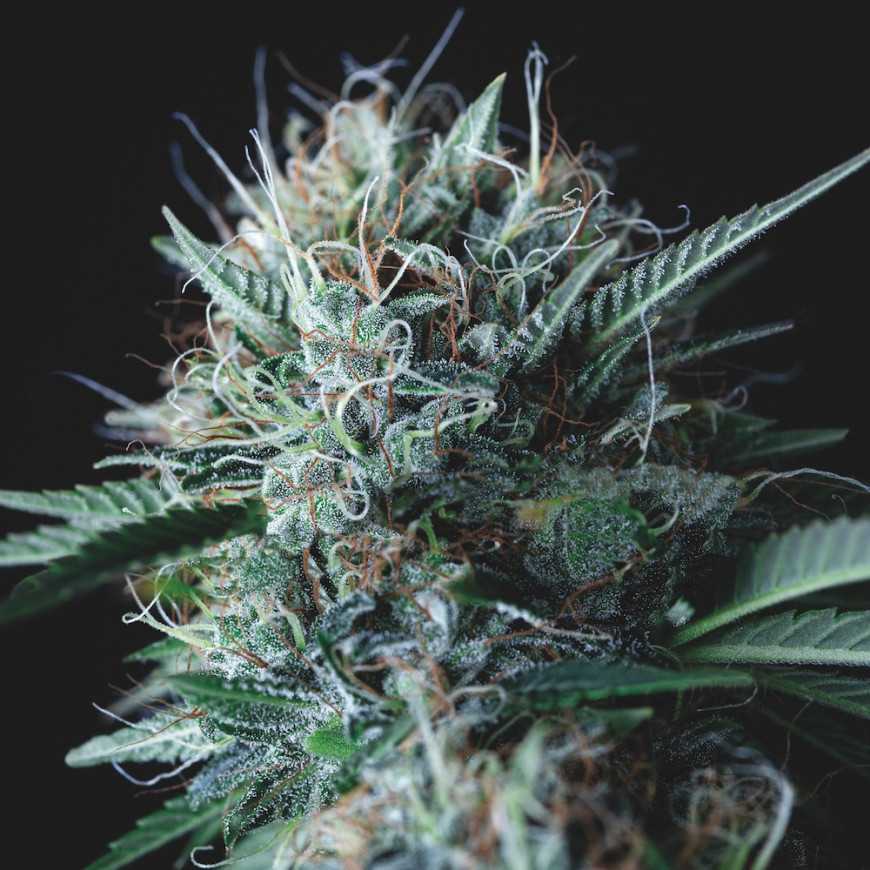 Wembley x Mendocino Pyramid Seeds