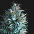 Tutankhamon x Runtz Pyramid seeds