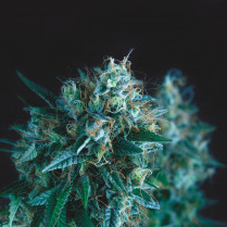 Gorila Fast Pyramid Seeds