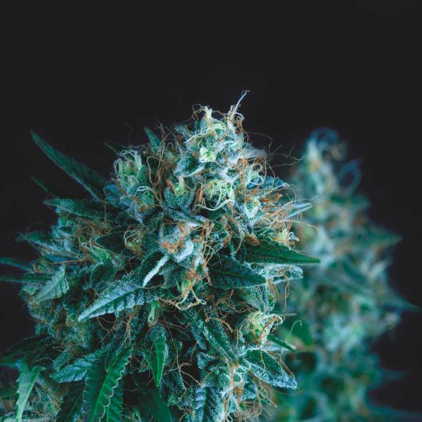 Gorila Fast Pyramid Seeds Gorila Fast Pyramid Seeds