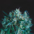 Gorila Fast Pyramid Seeds