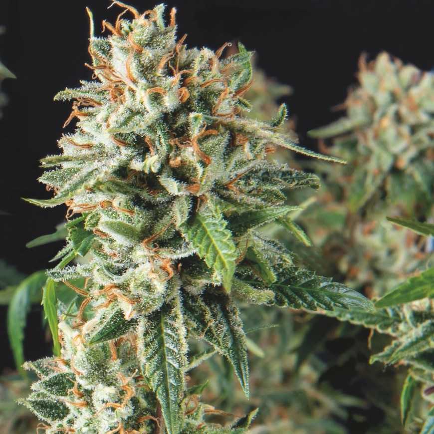 Super OG Kush Fast Pyramid Seeds
