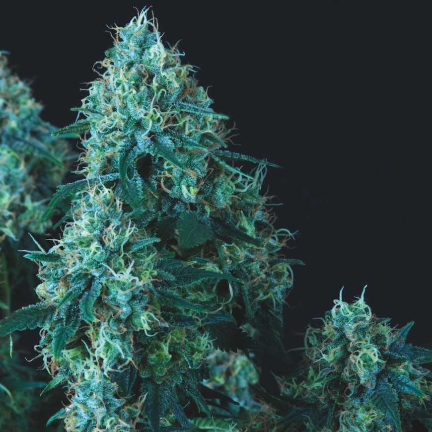 Black Cherry Punch Regular Pyramid Seeds Black Cherry Punch Regular Pyramid Seeds