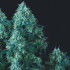 Black Cherry Punch Regular Pyramid Seeds