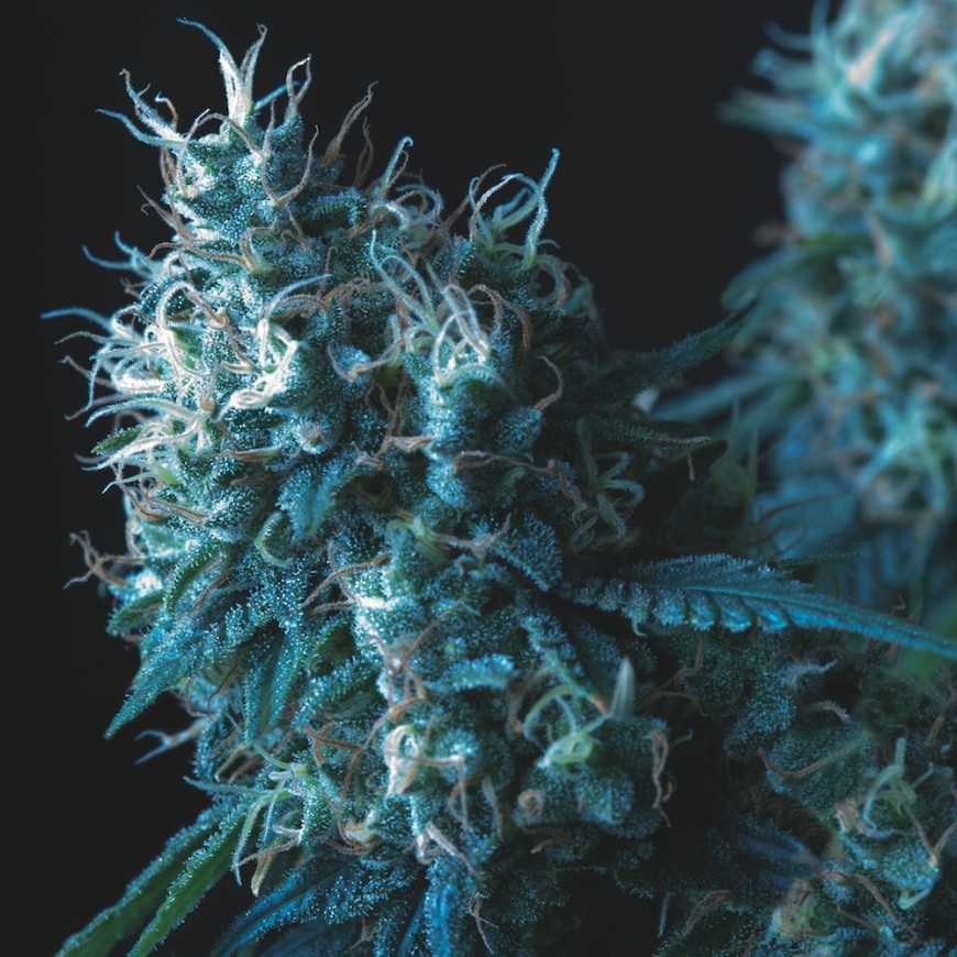Cookies USA Regular Pyramid seeds Cookies USA Regular Pyramid seeds
