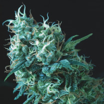 Gorila Regular Pyramid Seeds