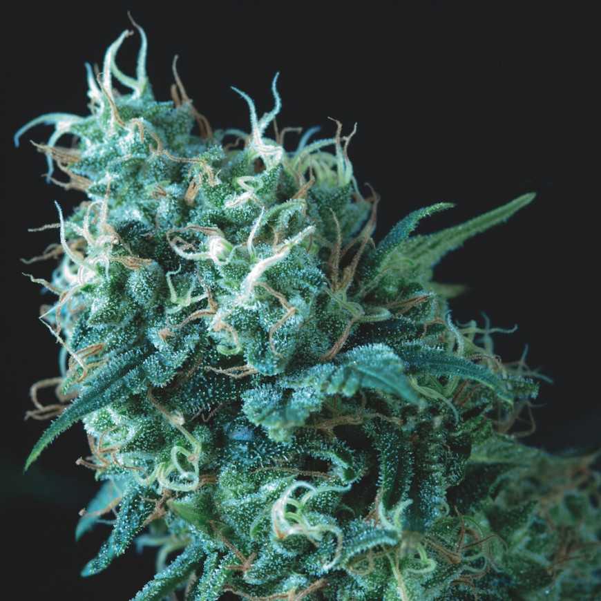 Gorila Regular Pyramid Seeds Gorila Regular Pyramid Seeds