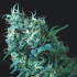 Gorila Regular Pyramid Seeds