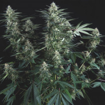 Super Og kush Regular Pyramid Seeds
