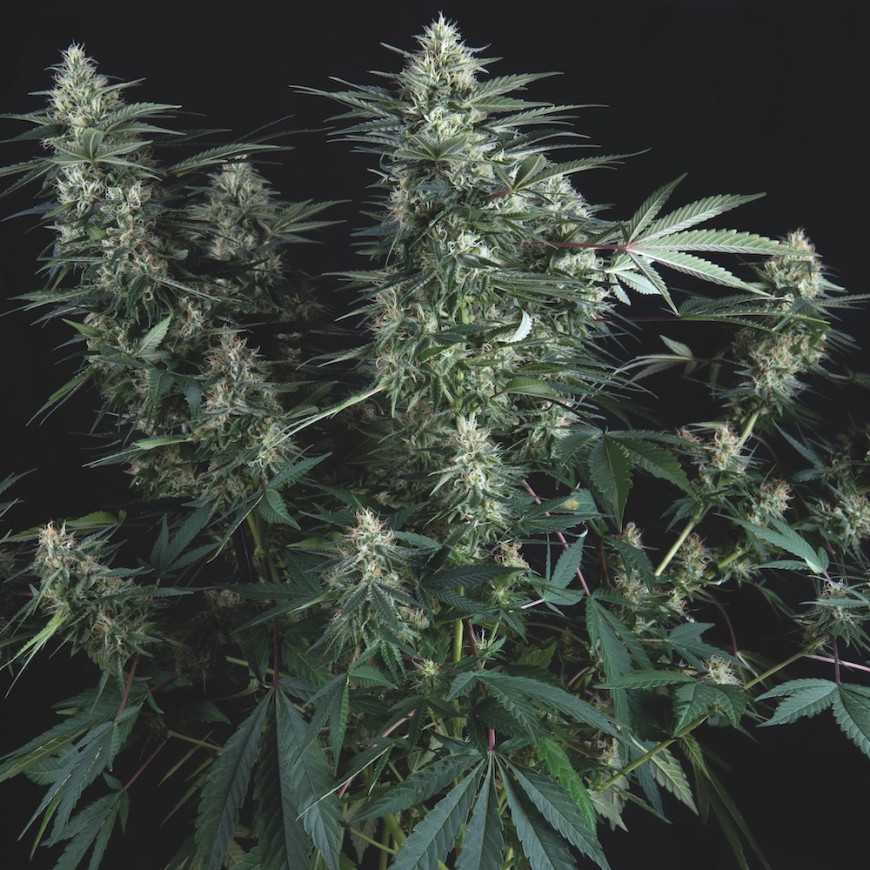 Super Og kush Regular Pyramid Seeds Super Og kush Regular Pyramid Seeds