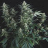 Super Og kush Regular Pyramid Seeds
