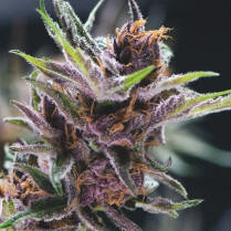 Black Cherry Punch variedad