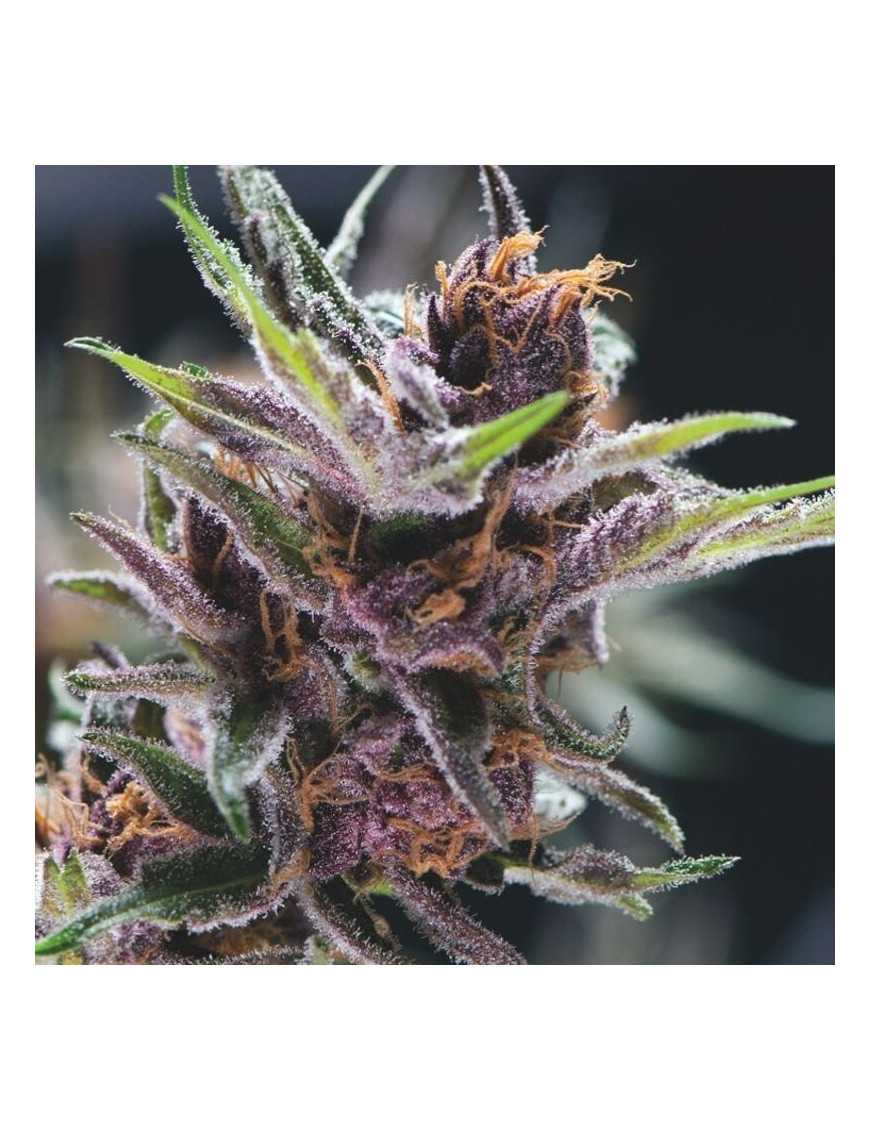 Black Cherry Punch variedad