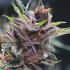 Black Cherry Punch variedad